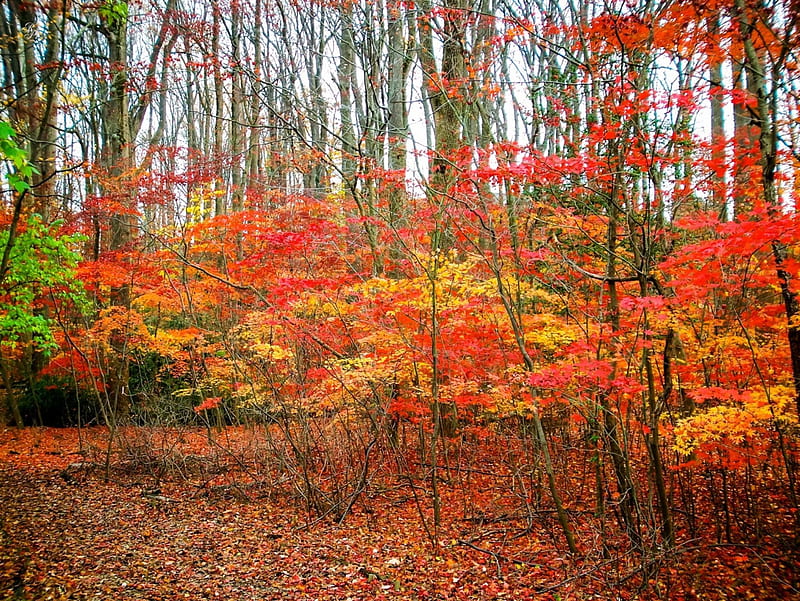 Shenandoah National Park At Fall, Virginia, leaves, usa, colors, season, trees, HD wallpaper