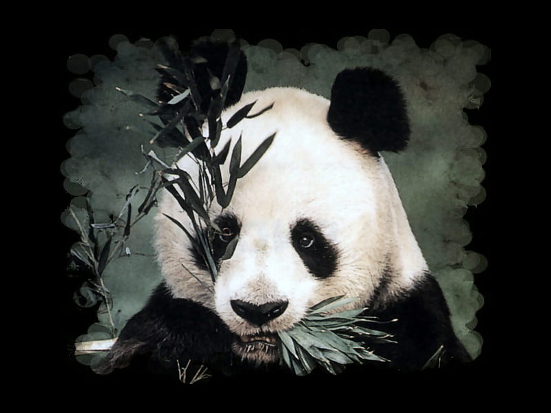 Cuddly Panda F2C racoon, bear, bamboo, panda, leaves, graphy, wildlife, eating, HD wallpaper