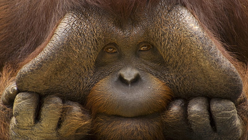 Orangutan, monkey, mammal, primates, animals, HD wallpaper
