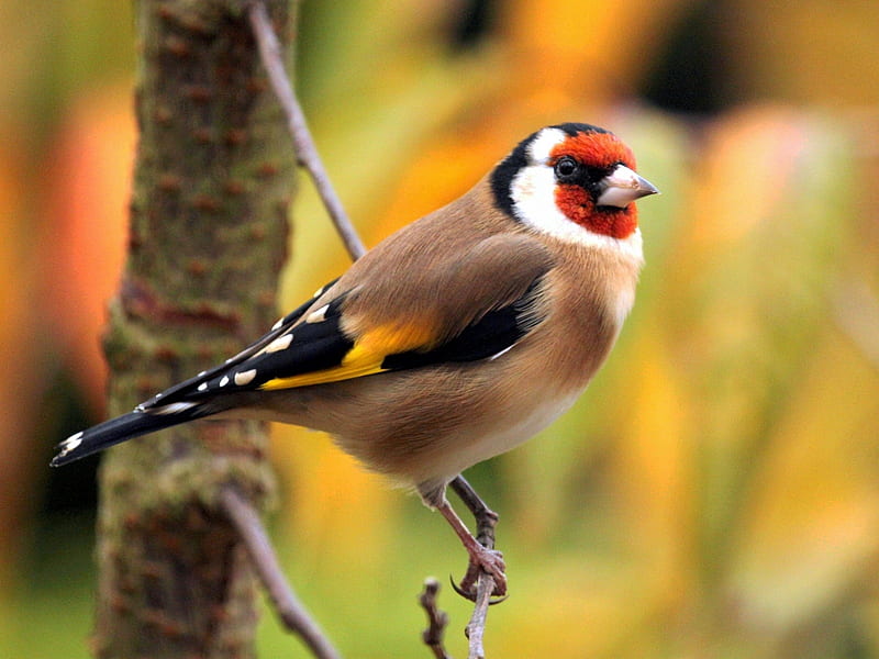 Lovely Goldfinch, bird, feather, tail, beak, goldfinch, animal, HD wallpaper