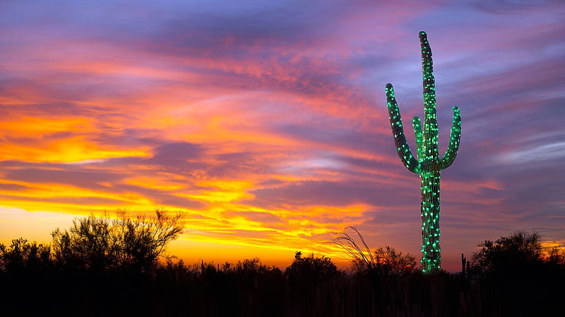 Arizona A saguaro decorated-2016 Bing, HD wallpaper