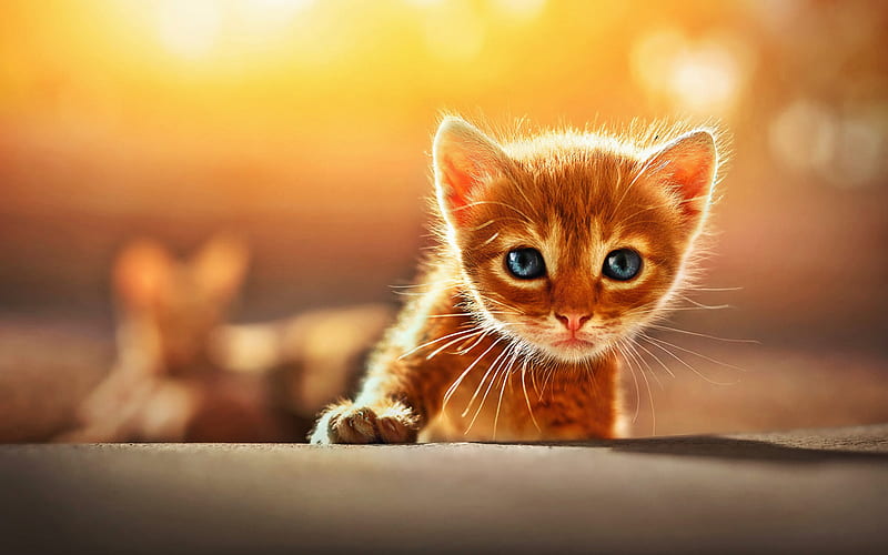 ginger kitten, close-up, ginger cat, blue eyes, domestic cat, pets, cats, cute animals, kittens, HD wallpaper