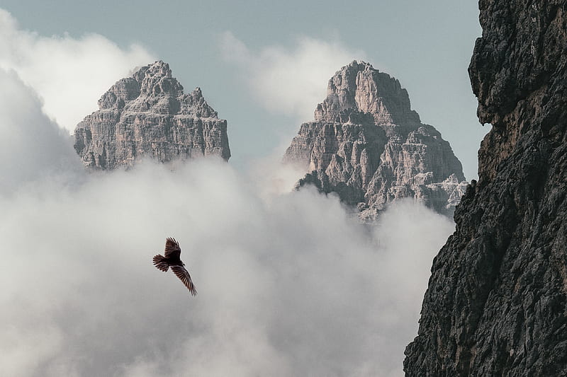 Brown Bird Flying Near Mountain, HD wallpaper