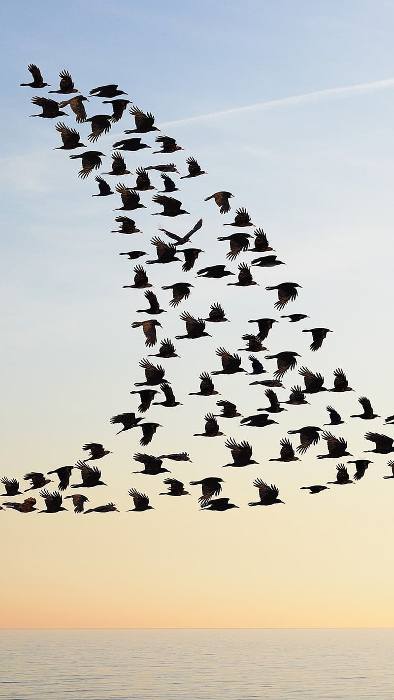 Birds Flying, Groups Of Birds In Bird Shape, groups of birds, bird shape, above the sea, HD phone wallpaper