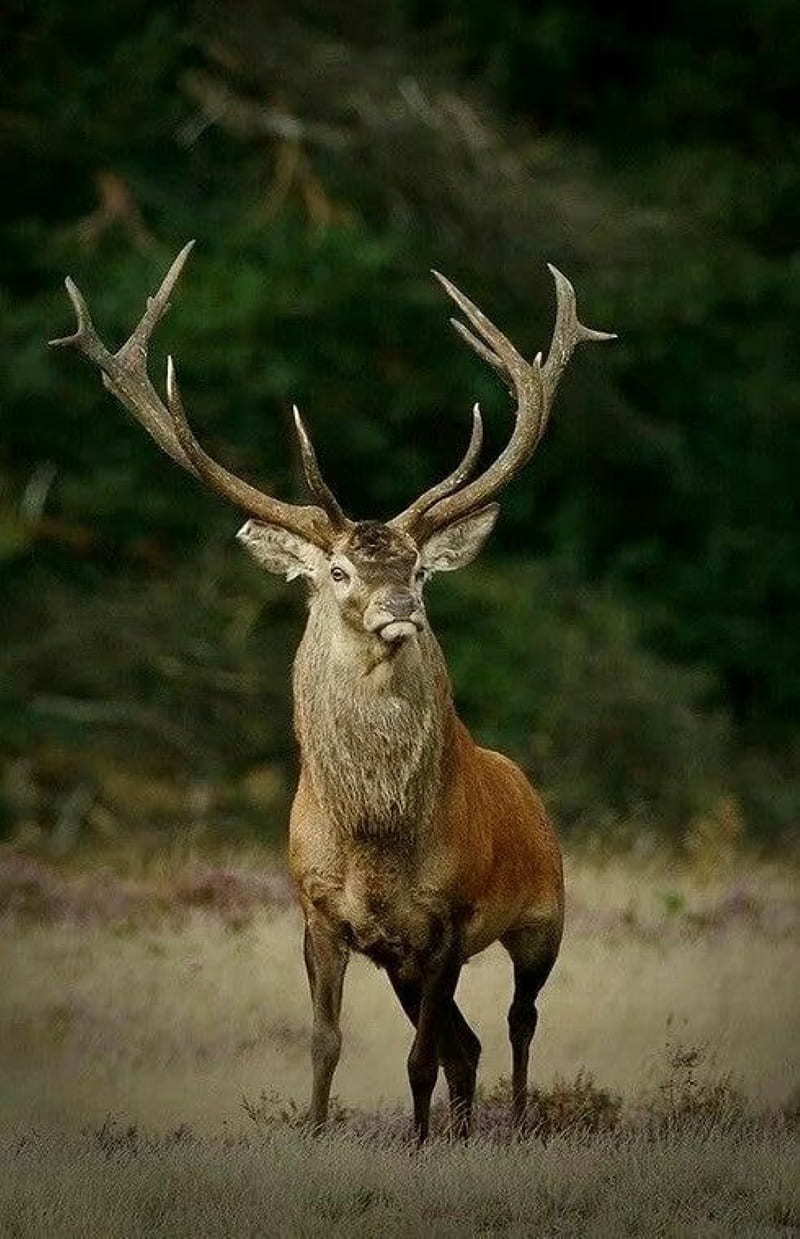 Elk, hunting, HD phone wallpaper | Peakpx