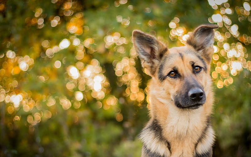 German Shepherd, bokeh, puppy, cute animals, dogs, German Shepherd Dog, pets, HD wallpaper