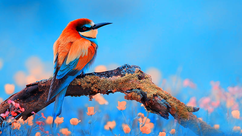 Rainbow Bee Eater, bee-eater, colorful, birds, HD wallpaper