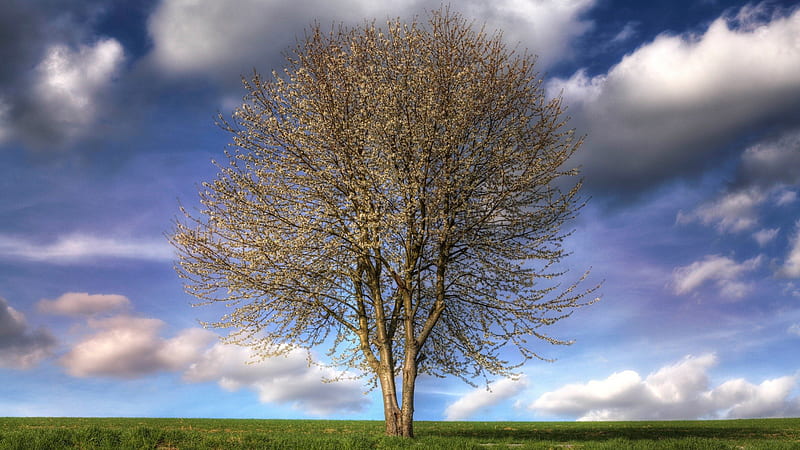beautiful lonesome tree under huge sky, tree, grass, clouds, sky, meadow, HD wallpaper
