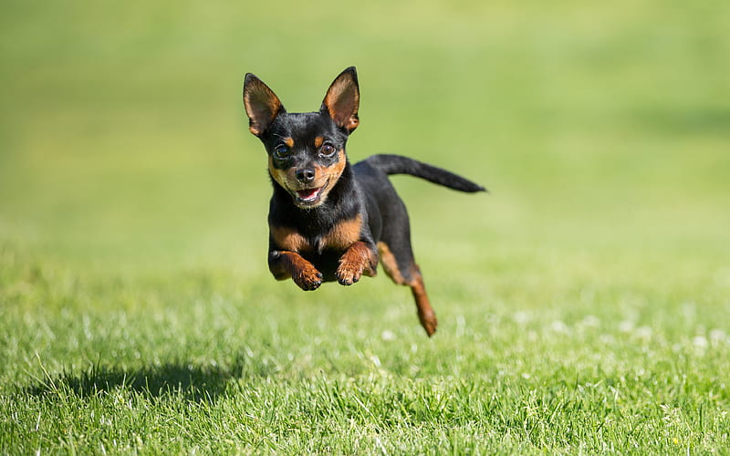 Miniature Pinscher, flying small dog, levitation, cute animals, dogs, Zwergpinscher, Min Pin, HD wallpaper