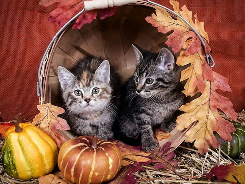 nos encanta el otoño!, lindo, otoño, hojas secas, canasta, temporada,  gatos, Fondo de pantalla HD | Peakpx