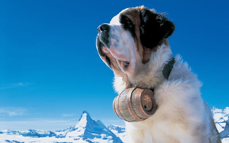 St Bernard Dog with Matterhorn Switzerland skiing holidays, HD wallpaper