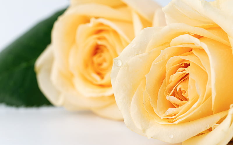 yellow roses, floral background, tender tones, roses, buds of roses, HD wallpaper