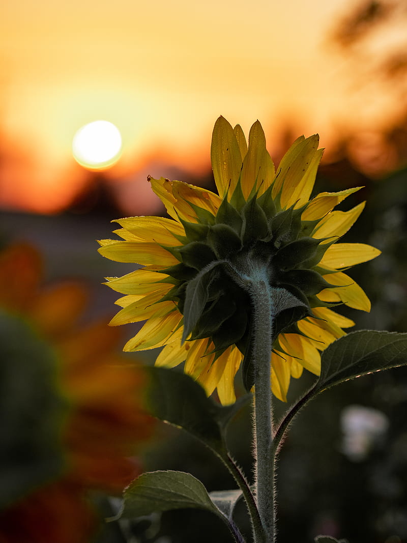 Close-Up of Sunflower, HD phone wallpaper