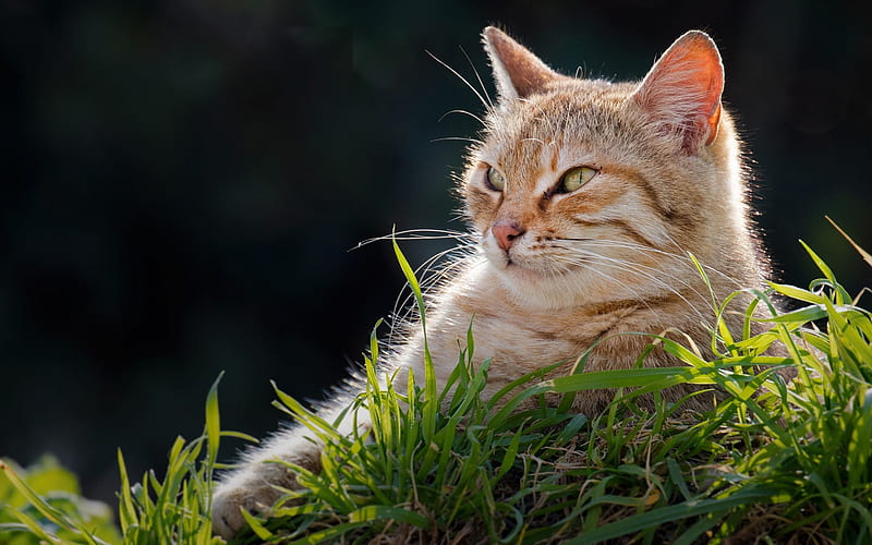 ginger cat, green eyes, cute animals, ginger short-haired cat, green grass, HD wallpaper