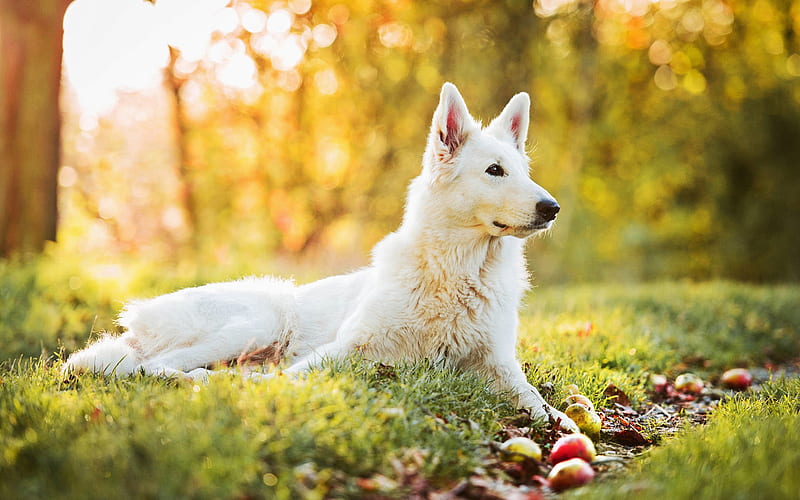 Swiss Shepherd, autumn, cute animals, dogs, white dog, Berger Blanc Suisse, pets, forest, White Shepherd Dog, White Swiss Shepherd, HD wallpaper