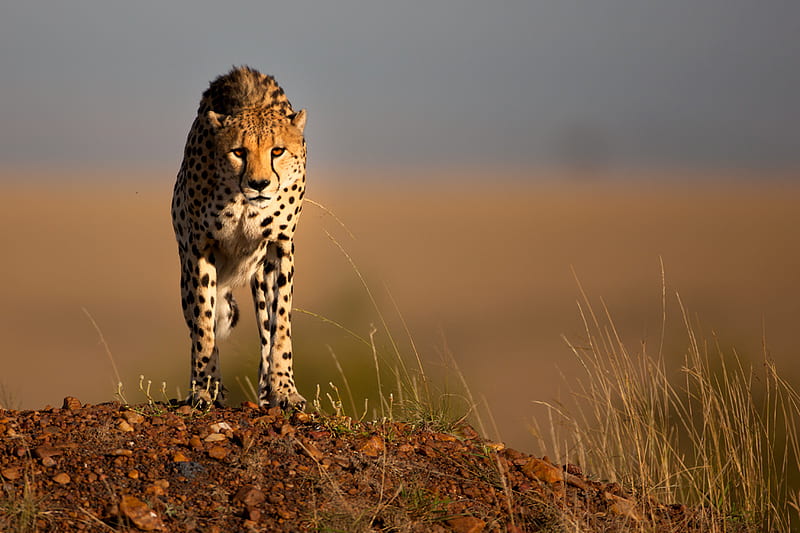 Cheetah for my Cinzia:), cheetah, big cat, african, wild cat, animal, HD  wallpaper | Peakpx
