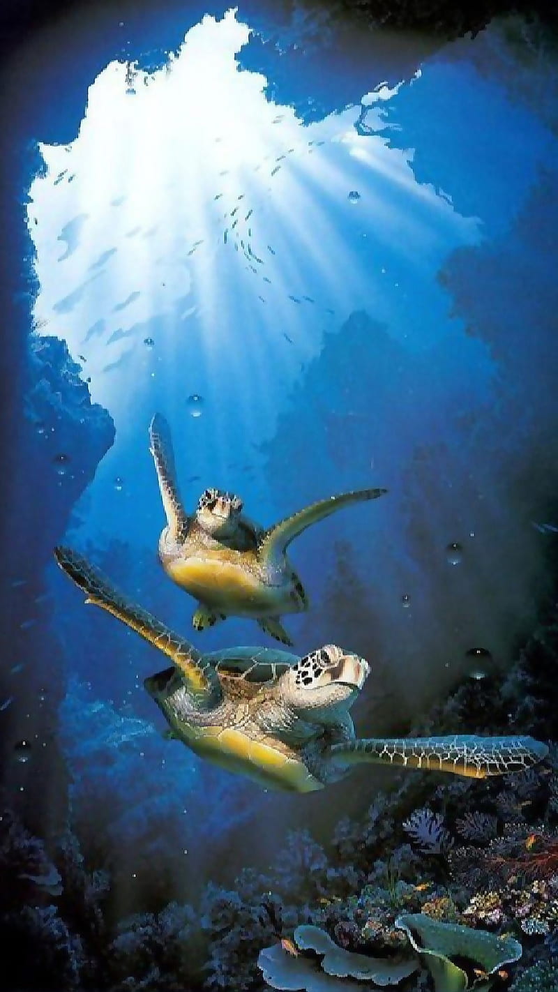 Turtles, blue, creatures, fish, nature, ocean, sea, sunrays, turtle, HD phone wallpaper