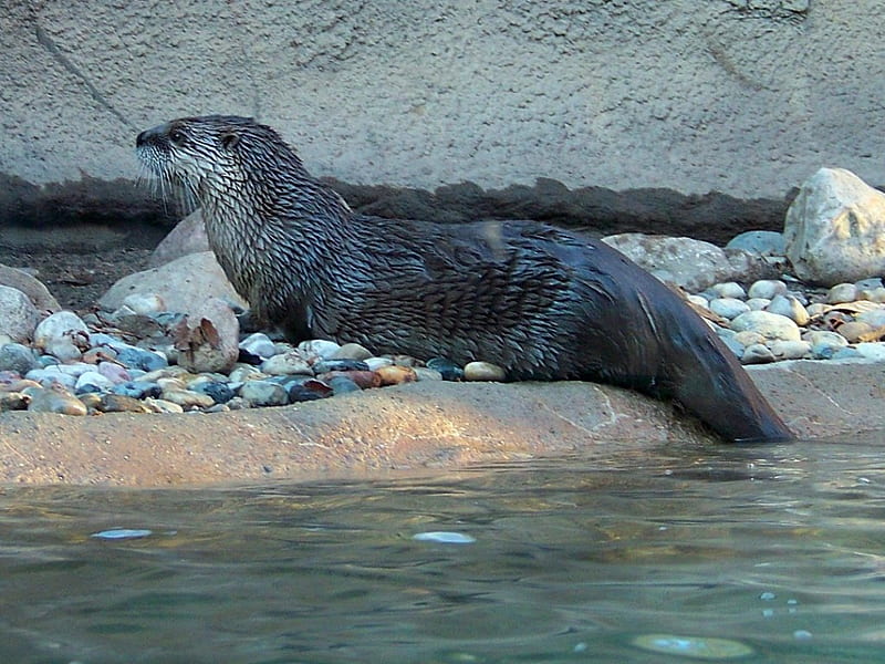 Cute otter, cute, rocks, otter, water, animals, HD wallpaper