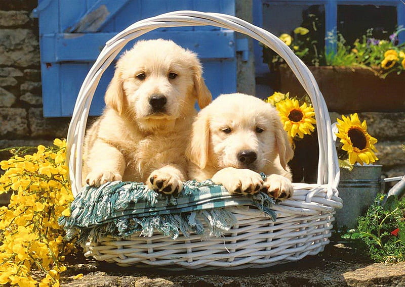 Puppies in basket, adorable, blanket, animal, sweet, cute, puppies, sunflowers, basket, flowers, dog, HD wallpaper