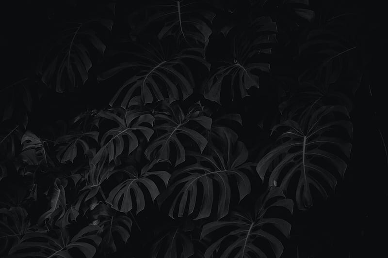 leaves, plant, bw, HD wallpaper