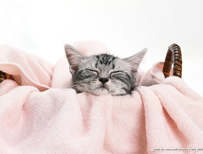 Kitten sleeping in the laundry basket, cute, pet, laundry basket, adorable, cat, kitten, pink, HD wallpaper