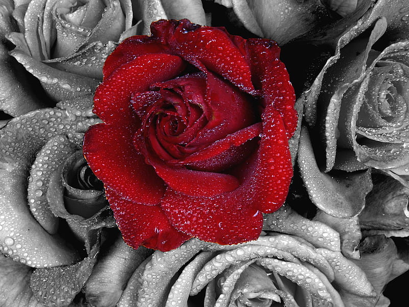 Florists . jpg, black, red, roses, florist, HD wallpaper