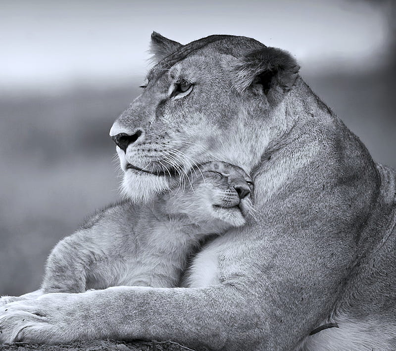 cats, lions, mother, son, HD wallpaper