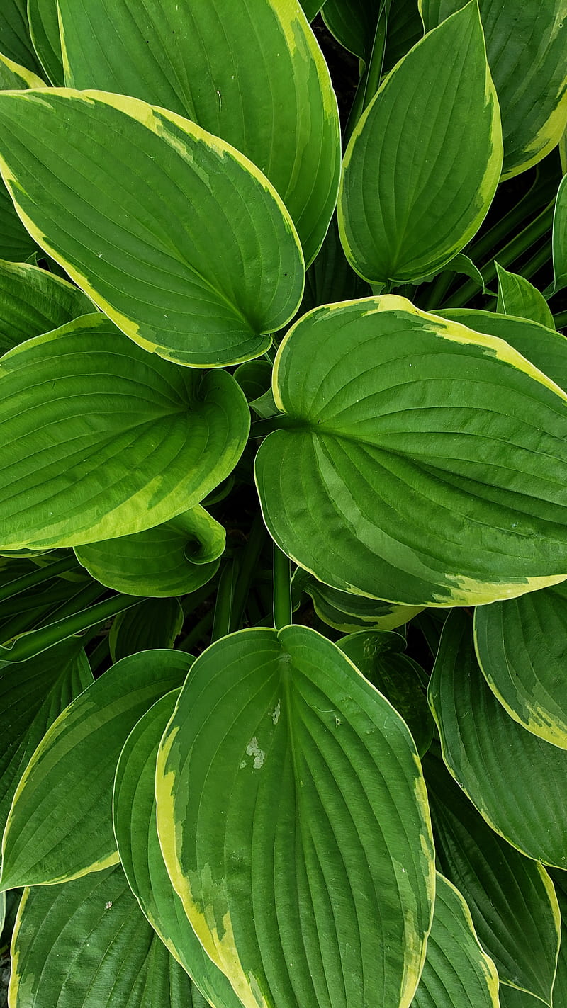 Hosta leaves, green, leaf, nature, summer, HD phone wallpaper