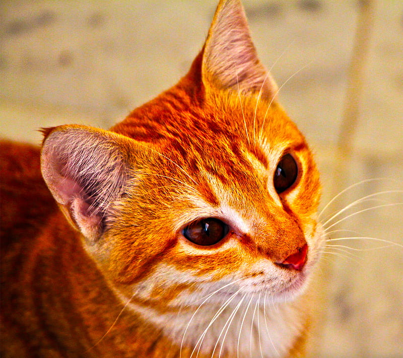 kitty cat, HD wallpaper