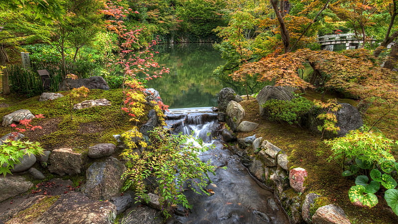 Japan Kyoto Nature Park With Bush Foliage Trees And Water Stream Garden, HD wallpaper