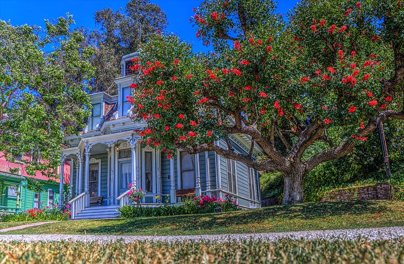 Flower, Tree, House, , California, HD wallpaper