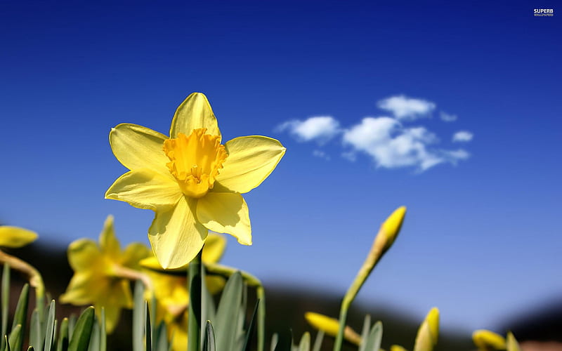 The Pretty Daffodils Flowers Daffodil Nature Spring Petals Clouds