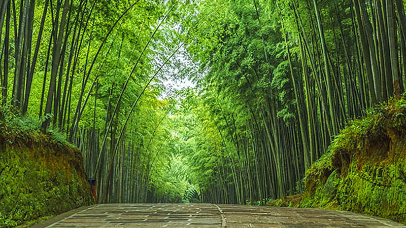 Path Between Beautiful Bamboo Trees Bamboo, HD wallpaper