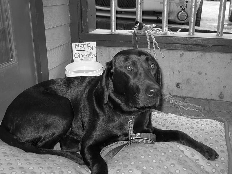 Black Dog, sit, dont smoke, black lab, cuteness, alaska, funny, coffee shop, dog, HD wallpaper