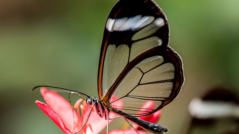 Black Brown Glasswing Butterfly On Pink Flower In Blur Background Butterfly, HD wallpaper