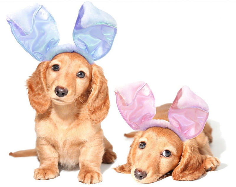 Ready For Easter, puppies, holiday, dachshunds, easter, dogs, HD wallpaper