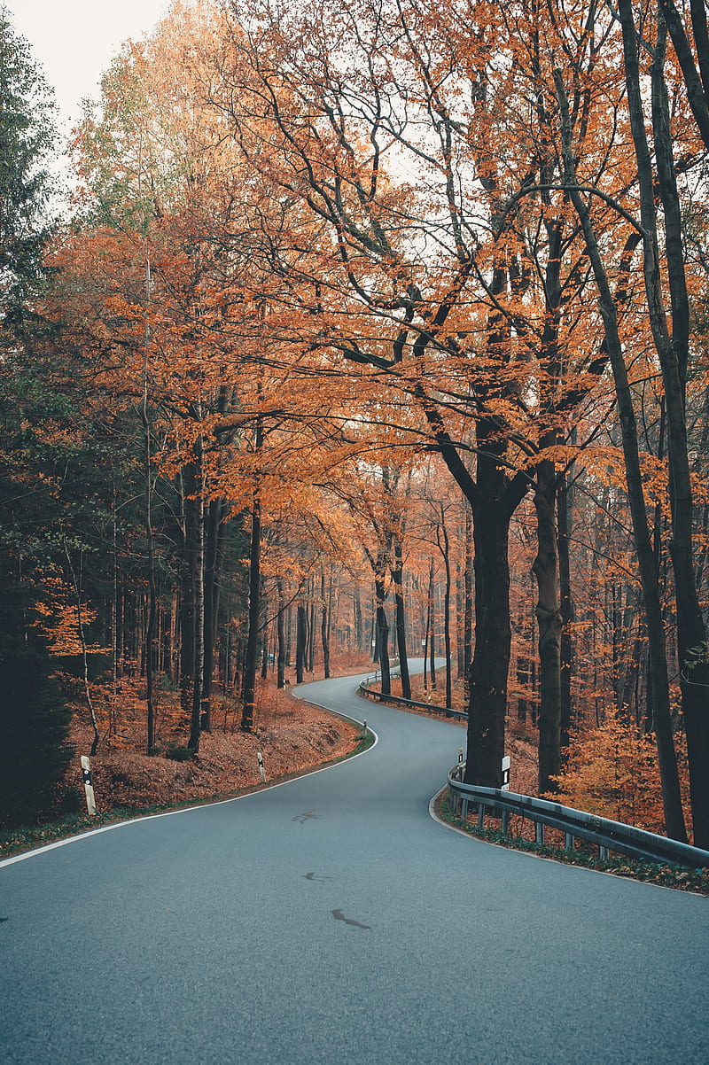 alley, road, trees, winding, autumn, HD phone wallpaper