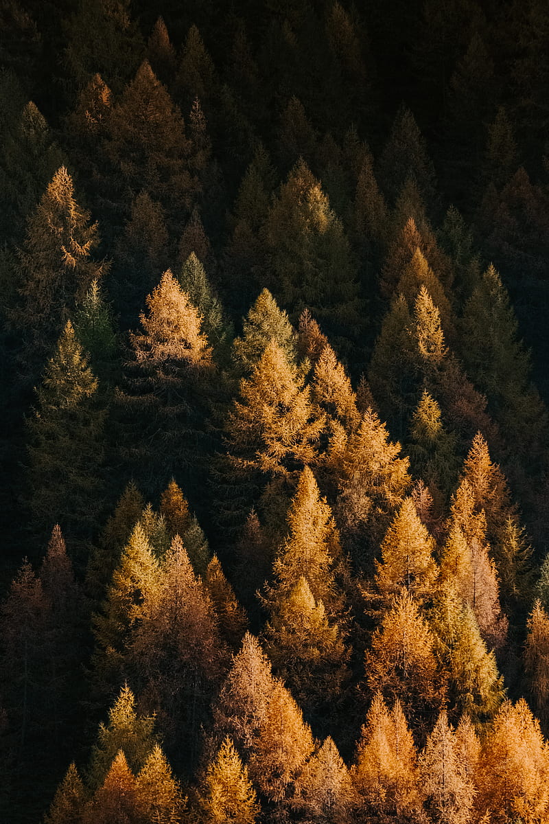 orange fern trees in a forest, HD phone wallpaper