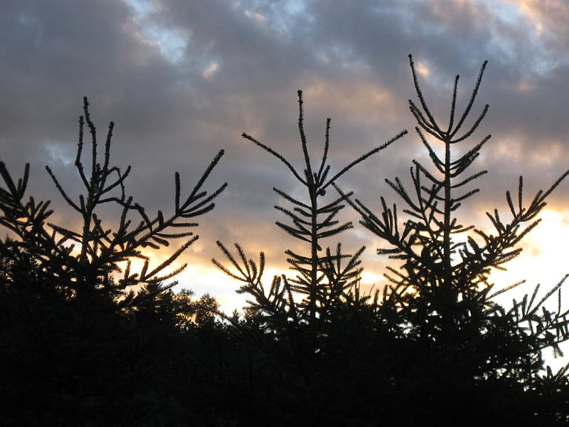 Spruce at Dusk, summer evening, dusk, clouds, sky, spruce, HD wallpaper