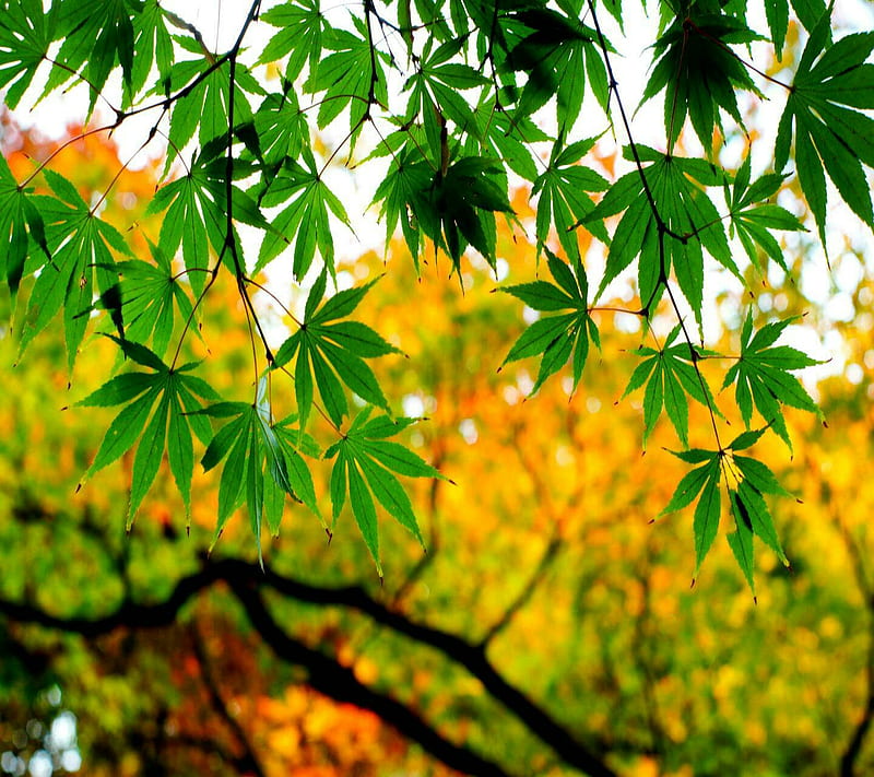 Leaf spring, leaf, spring, HD wallpaper