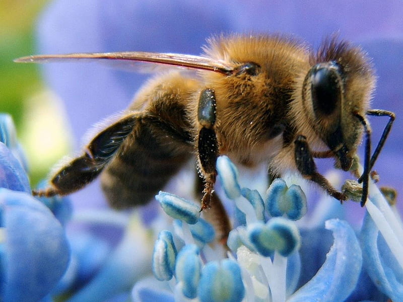 Honey Bee, flower, nectar, HD wallpaper | Peakpx