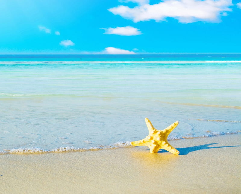 Starfish on the sand, beach, golden sand, starfish, HD wallpaper