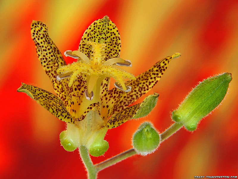 Toad lily 1600x1200. jpg, spotted, orange, lily, yellow, toad, HD ...