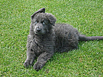 german shepherd steel blue