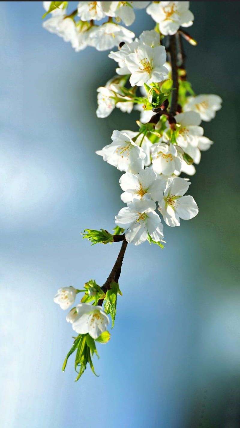 Blossom, branch, flowers, hanged, lillies, nature, white, white flowers