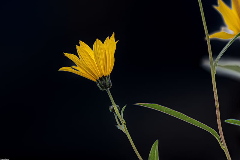jerusalem artichoke, flower, petals, macro, yellow, darkness, HD wallpaper
