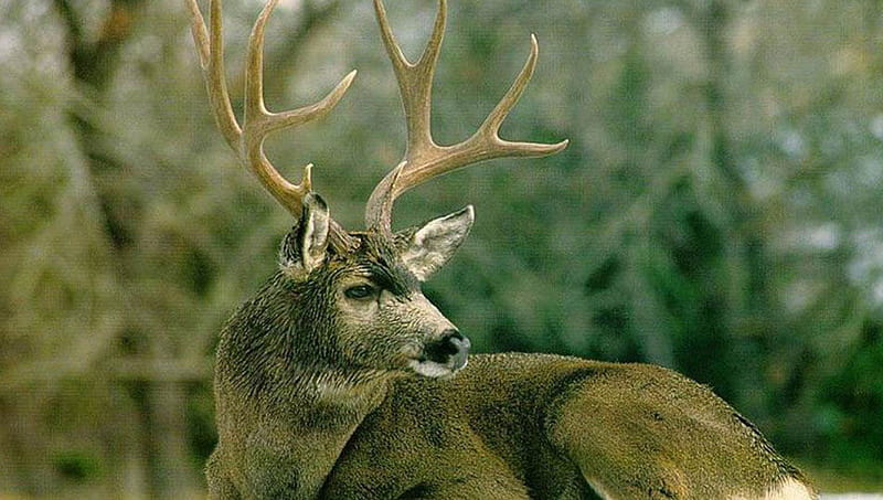 Mule Deer Lying Down, whitetail deer, fawn, doe, mule deer, buck, wildlife, nature, HD wallpaper