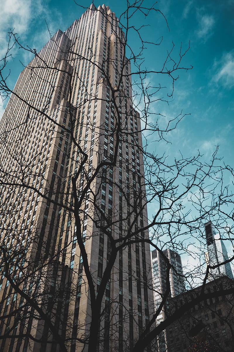 building, bottom view, branches, city, HD phone wallpaper
