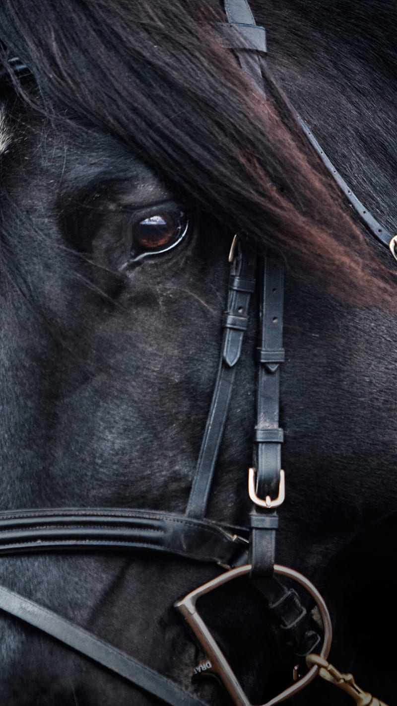 : Black horse, Black Friesian Horse, HD phone wallpaper