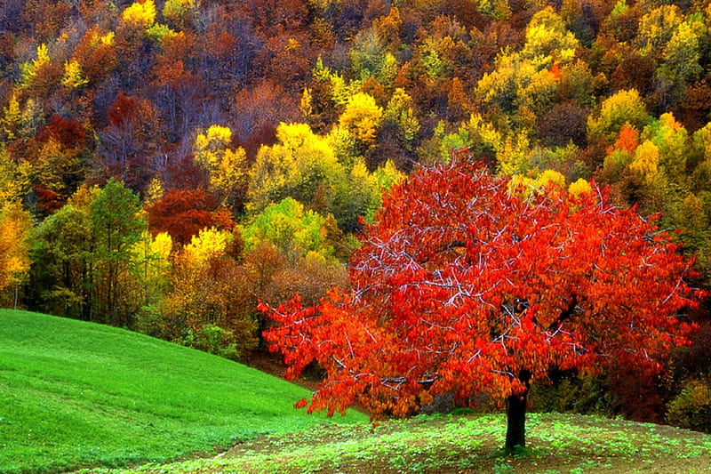 -A u t u m n-, colorful, fall, stunning, autumn, love four seasons ...